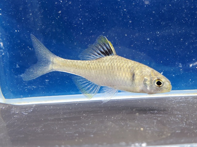 レモンタナゴ　2026年4月入荷！