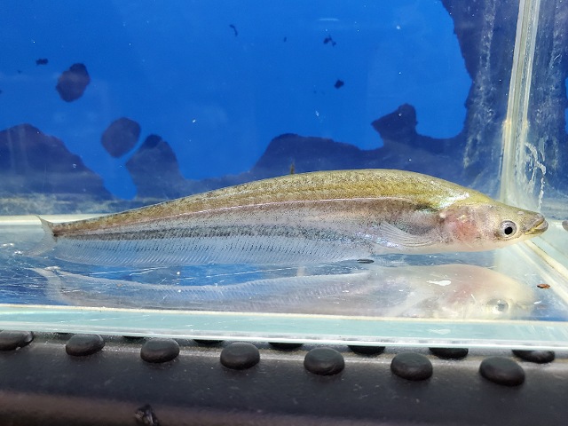 アポゴンキャット