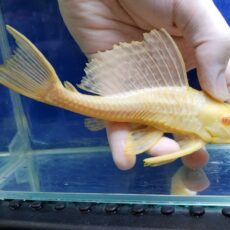 アルビノセルフィンプレコ　2026年4月入荷！