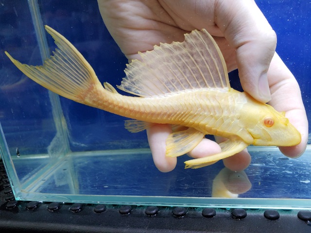 アルビノセルフィンプレコ　2026年4月入荷！