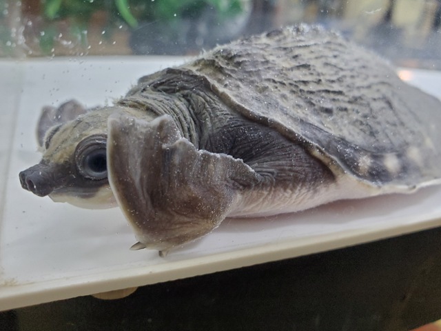 スッポンモドキ