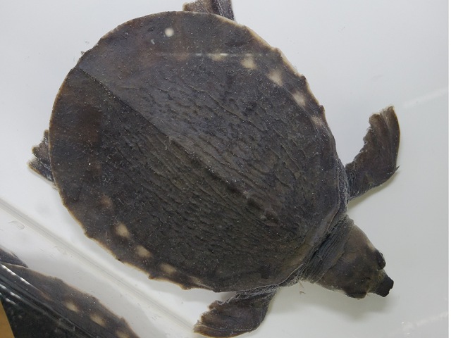 スッポンモドキ