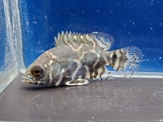 ワイルドオスカー