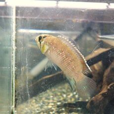 イバナカラ　アドケタ　ペア　２０２６年３月３０日入荷