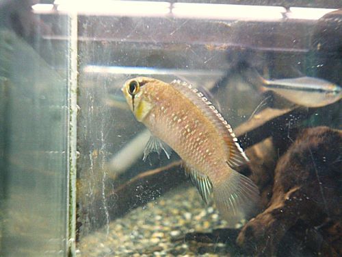 イバナカラ　アドケタ　ペア　２０２６年３月３０日入荷