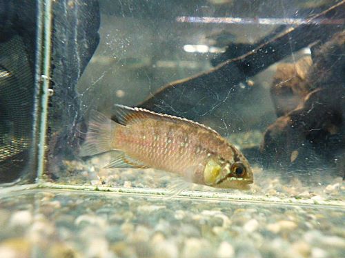 イバナカラ　アドケタ