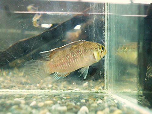 イバナカラ　アドケタ