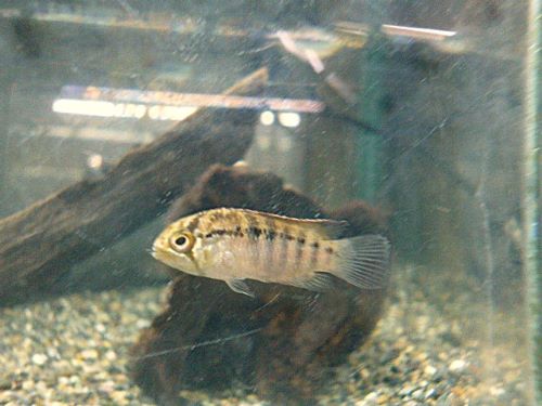 イバナカラ　アドケタ