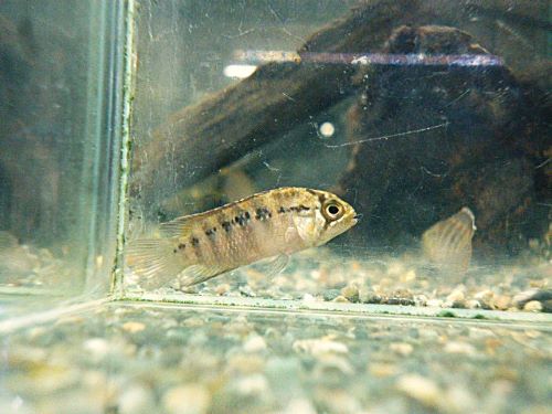 イバナカラ　アドケタ