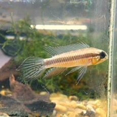 アピスト　エリザベサエ　スーパーレッド　ペア　２０２６年４月１日入荷