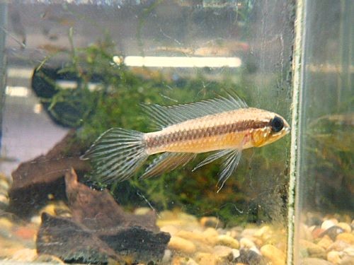 アピスト　エリザベサエ　スーパーレッド　ペア　２０２６年４月１日入荷