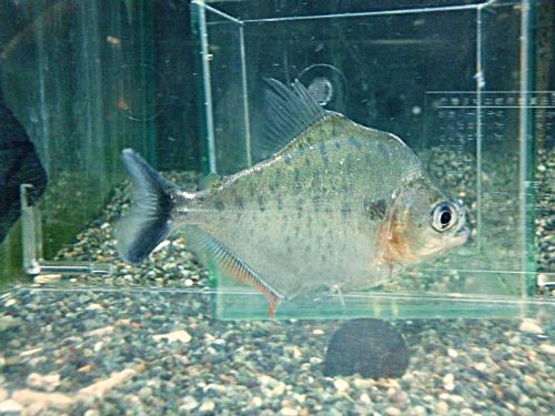 ピラニアＣＦ．エイゲンマニィ