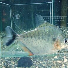 ピラニアＣＦ．エイゲンマニィ　２０２６年３月３１日入荷