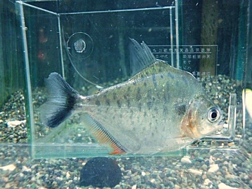 ピラニアＣＦ．エイゲンマニィ　２０２６年３月３１日入荷