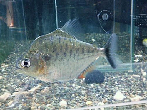 ピラニアＣＦ．エイゲンマニィ