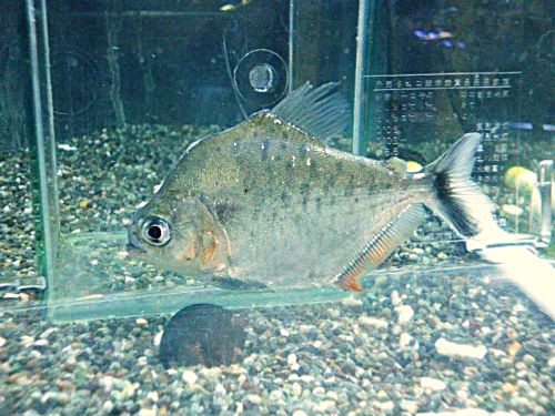 ピラニアＣＦ．エイゲンマニィ