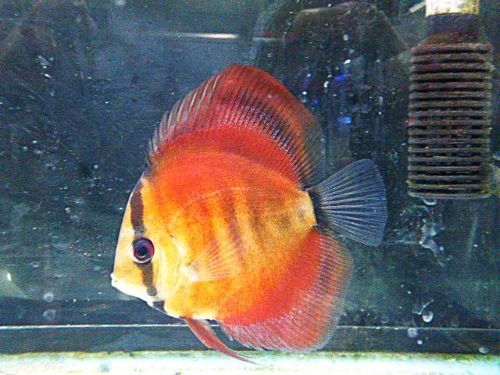 アレンカー・ディスカス