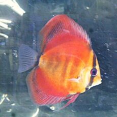 アレンカーディスカス②　２０２６年１月２５日入荷