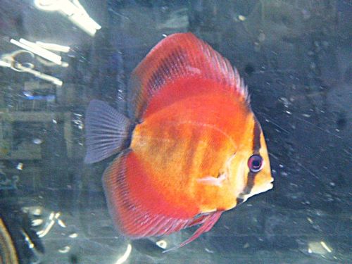 アレンカーディスカス②　２０２６年１月２５日入荷