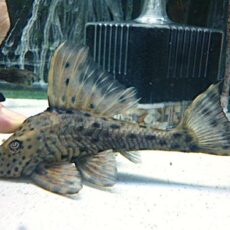 スポットコクリオドン①　２０２６年３月２６日入荷