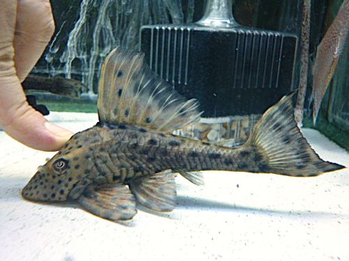 スポットコクリオドン①　２０２６年３月２６日入荷