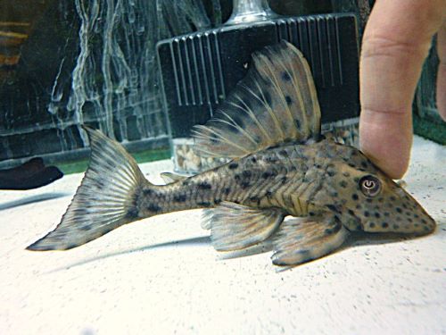 スポットコクリオドン