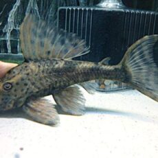 スポットコクリオドン②　２０２６年３月２６日入荷