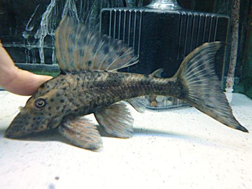 スポットコクリオドン②　２０２６年３月２６日入荷