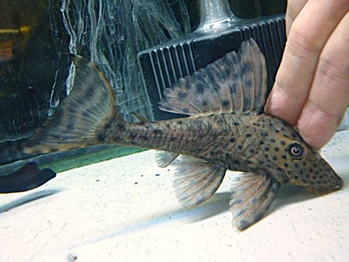 スポットコクリオドン