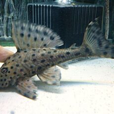 スポットコクリオドン③　２０２６年３月２６日入荷