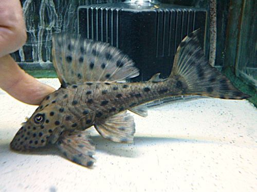 スポットコクリオドン③　２０２６年３月２６日入荷