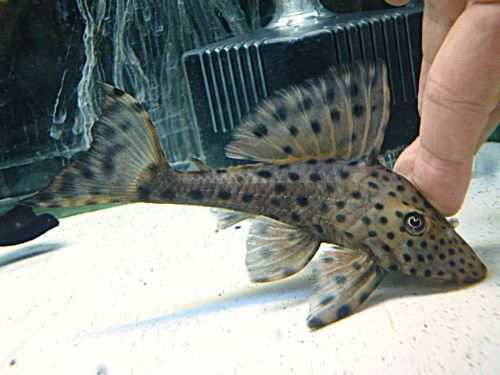 スポットコクリオドン