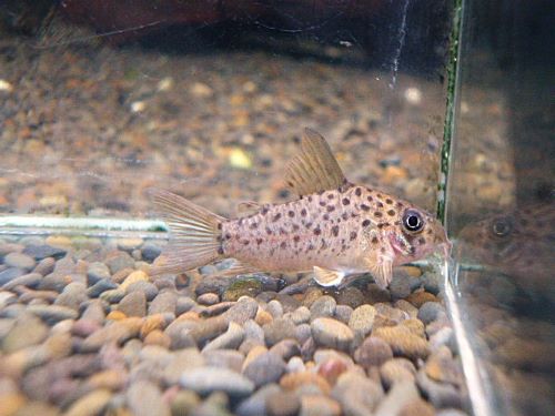 コリドラス　ヨッシャー