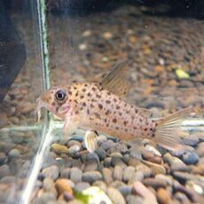 コリドラス　ヨッシャー①　　２０２６年３月２８日入荷