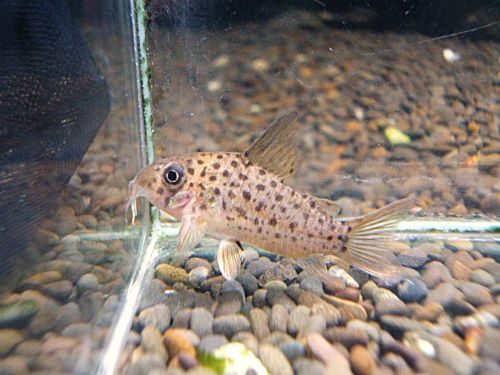 コリドラス　ヨッシャー①　　２０２６年３月２８日入荷