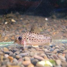 コリドラス　ヨッシャー②　２０２６年３月２８日入荷