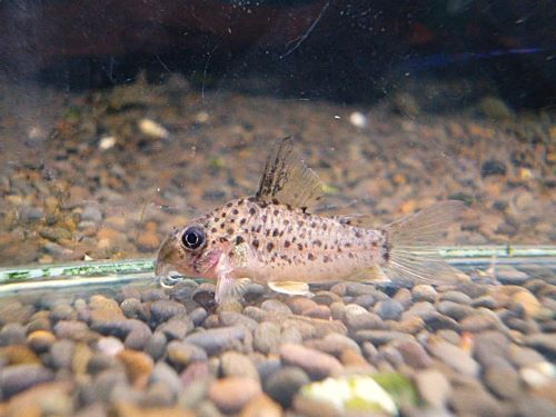 コリドラス　ヨッシャー②　２０２６年３月２８日入荷