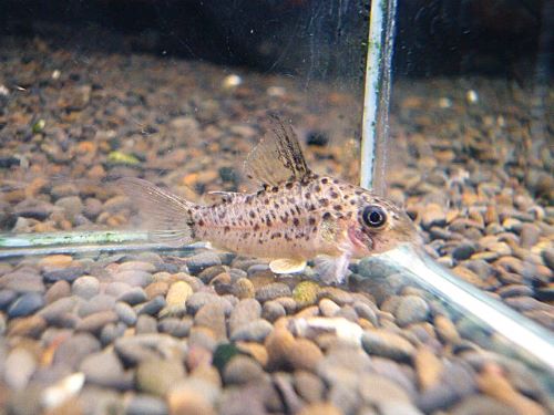 コリドラス　ヨッシャー