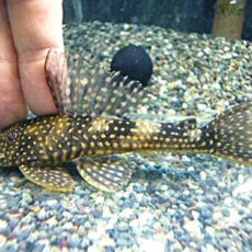 ホワイトナイトアンジェリカスプレコ　２０２６年３月１８日入荷