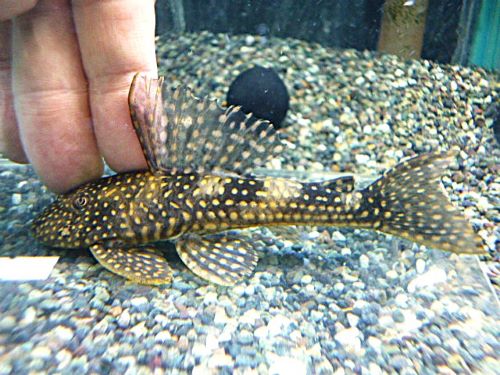 ホワイトナイトアンジェリカスプレコ　２０２６年３月１８日入荷