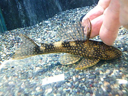 ホワイトナイトアンジェリカスプレコ