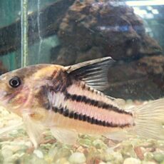 コリドラス　スーパーパラレルス①　２０２６年４月２日入荷