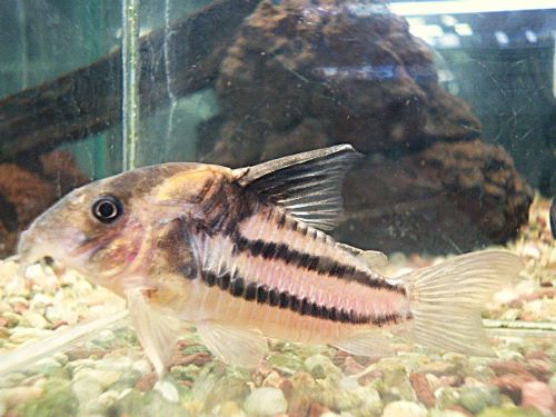 コリドラス　スーパーパラレルス①　２０２６年４月２日入荷