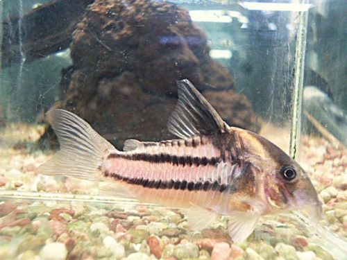 コリドラス　スーパーパラレルス