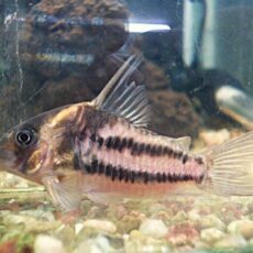 コリドラス　スーパーパラレルス②　２０２６年４月２日入荷