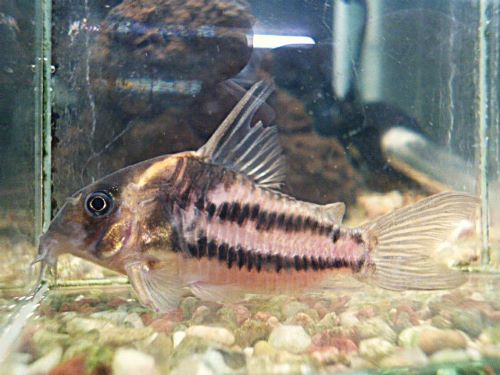 コリドラス　スーパーパラレルス②　２０２６年４月２日入荷