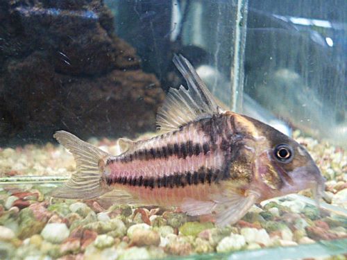 コリドラス　スーパーパラレルス