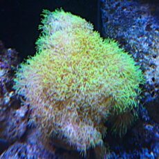 スターポリプ　２０２６年４月４日撮影