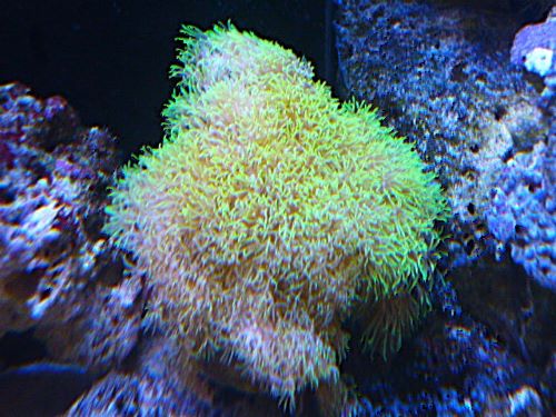 スターポリプ　２０２６年４月４日撮影