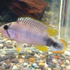 アピスト　パンドリニＴＡＨＵＡＹＯ　ペア　２０２６年４月２日入荷